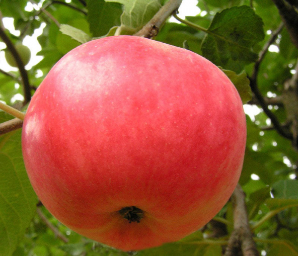 В чем популярность яблони Малиновка и секреты получения щедрого урожая